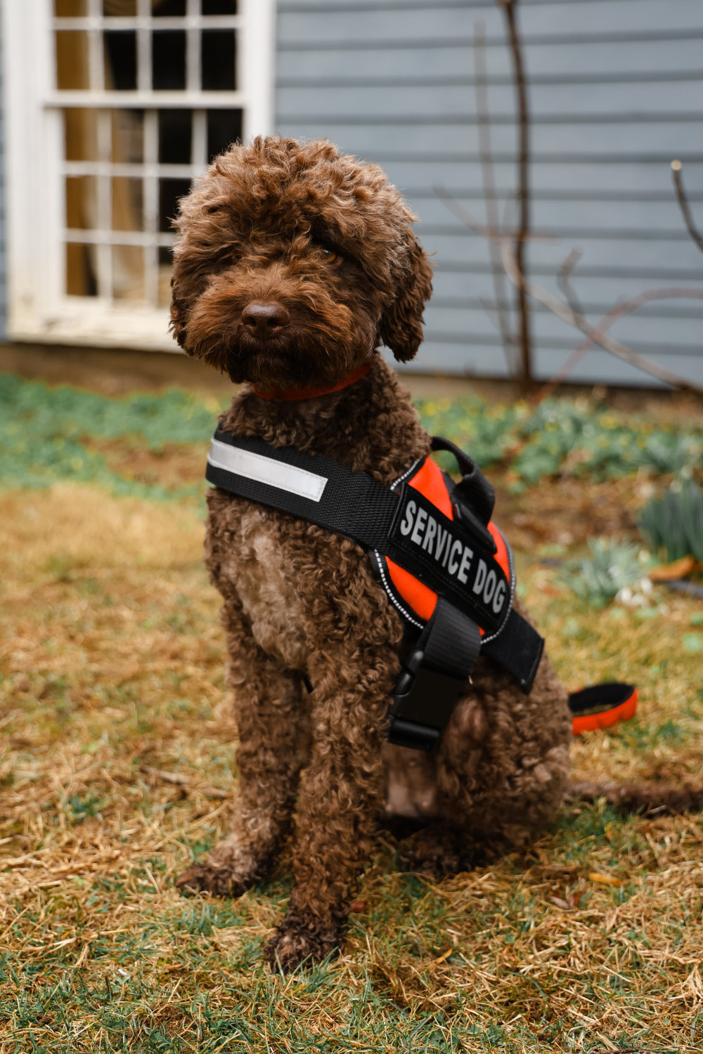 Penny, the service dog